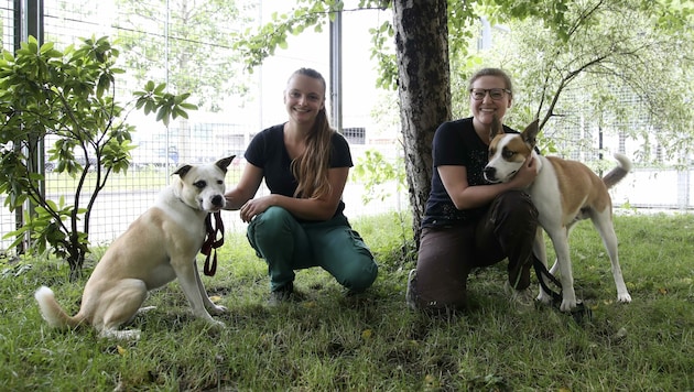 Die Hunde „Honey“ und „John“ warten im Tierheim Salzburg auf neue Besitzer. (Bild: Tröster Andreas)
