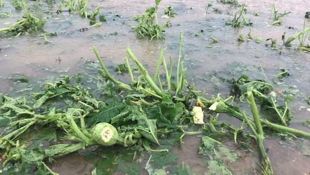 Heavy rainfall can cause millions of euros worth of damage - farmers are fearing for their crops. (Bild: ÖHV)