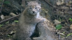 In freier Wildbahn ist der eurasische Luchs gefährdet. (Bild: APA/NORBERT POTENSKY)