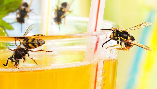 Speziell süße Limonaden ziehen die lästigen Insekten an und sollten abgedeckt werden. (Bild: Ingo Bartussek/stock.adobe.com)