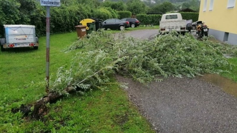 In Kapfenberg wurde dieser Baum entwurzelt (Bild: FF Kapfenberg-Diemlach)