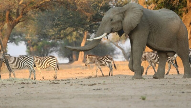 Abholzung und die Kautschuk-Industrie drohen die üppigen Wälder im Herzen Afrikas unwiederbringlich auszulöschen - und mit ihnen die Tierwelt. (Bild: AP)