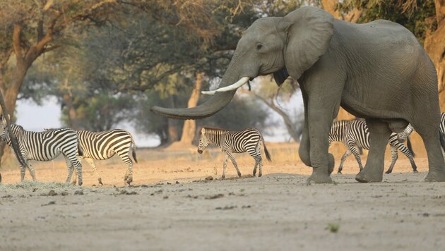 Ein Elefant im Mana Pools National Park (Bild: AP)