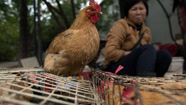 Verkauf von Lebendgeflügel am Markt - Bilder wie dieses soll es in Zukunft in China nicht mehr geben. (Bild: AFP)