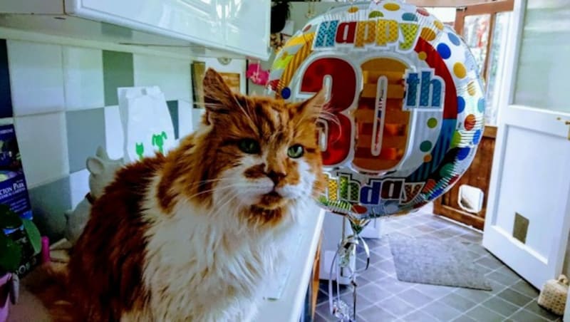 Katzen-Oldtimer „Rubble“ an seinem 30. Geburtstag im Jahre 2018 (Bild: Heavitree City Vet / Action Press / picturedesk.com)