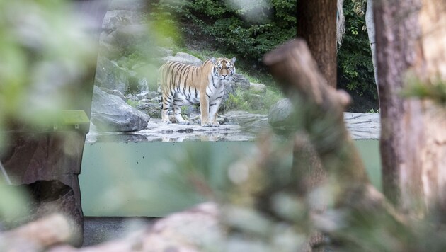 Tigermännchen „Sayan“ im Außengehege des Züricher Zoos (Bild: AP)