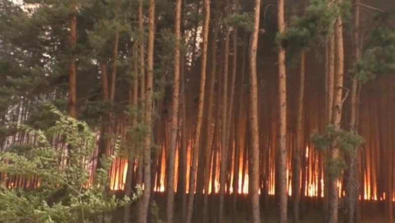 Waldbrand in der Ukraine (Bild: kameraone)