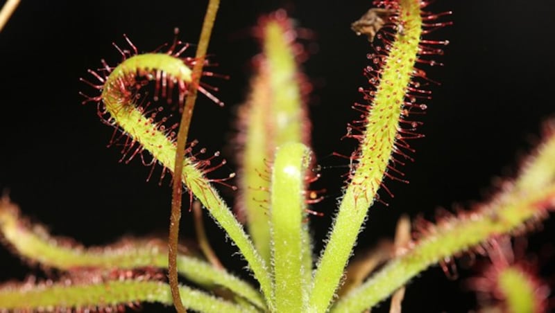 (Bild: Aina Razanatsima, Missouri Botanical Garden, Madagascar Research and Conservation Program)