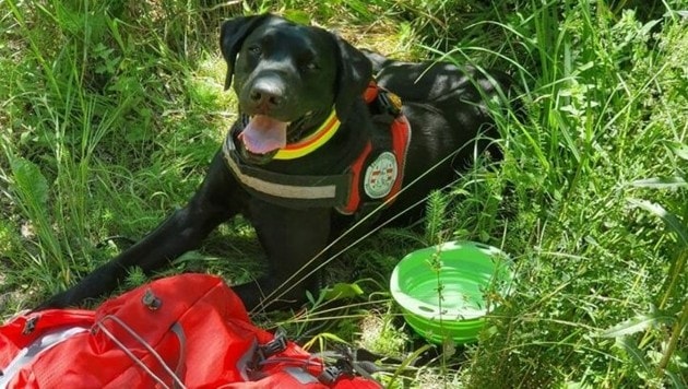 Die Vierbeiner der Rettungshundebrigade können Leben retten, derzeit muss aber das Leben der Hunde besonders geschützt werden: Giftköder wurde entdeckt! (Symbolfoto) (Bild: Österr. Rettungshundebrigade)
