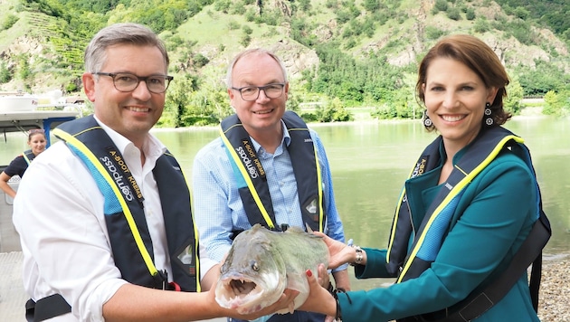 lles für die Fische! Denn für die Schuppentiere stachen jetzt Staatssekretär Brunner (li.), Landesvize Pernkopf und Europaministerin Edtstadler in die Wachauer „See“. (Bild: Gabriele Moser)