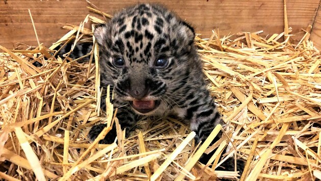 Ein kleines „Wunder“: Erstmals nach elf Jahren wieder Jaguar-Nachwuchs im Zoo Salzburg (Bild: Zoo Salzburg)