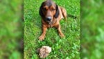 Hund „Jago“ vor der Beute, eine 250 g schwere Trüffel (Bild: Tobias Schneider/best4jagd.com, krone.at-Grafik)