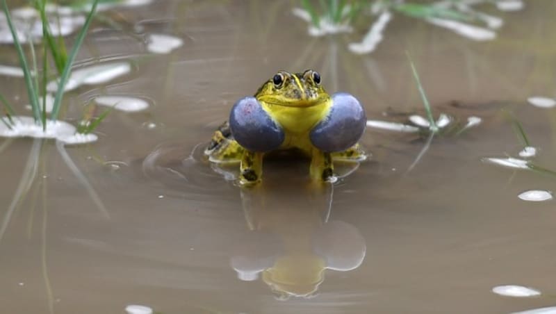 Ein männliches Exemplar eines Asiatischen Ochsenfrosches mit blauen Schallblasen (Bild: APA/AFP/Prakash Singh)