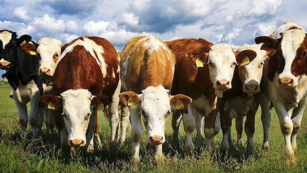 For many, the meadow is a place to play - but for grazing animals, it's food. (Bild: stock.adobe.com)