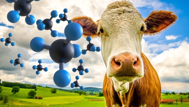 Methan wird unter anderem beim Verdauungsvorgang von Rindern produziert. Die Rinder stoßen das Gas aus und geben es in die Atmosphäre ab. (Bild: stock.adobe.com, krone.at-Grafik)