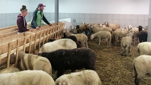 Die Schafe von Michael und Franziska Pircher sind wieder im Stall. Acht sind abgängig. (Bild: Bernhard Pircher)