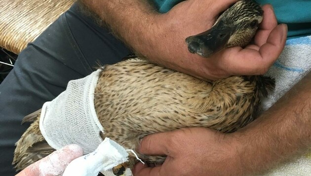 Dieser Ente wurden in Ried beide Beine abgeschnitten (Bild: Pfotenhilfe)