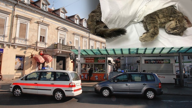 Am Grazer Griesplatz wurde eine der beiden gehäuteten Katzen gefunden. (Bild: LPD Steiermark, Jürgen Radspieler, krone.at-Grafik)