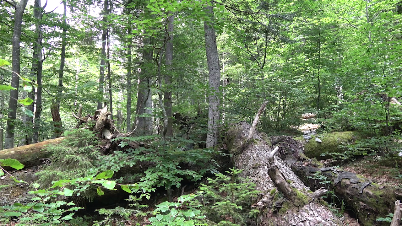 Arbeiten im Wald können höchst gefährlich sein. Und endeten bei diesem Unfall mit Verletzungen. (Symboldbild) (Bild: Alexander Bischofberger-Mahr)