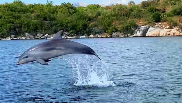 Der junge Delfin wurde von seinen Fans „Milli“ getauft - und sorgt für Entzücken. (Bild: zVg)