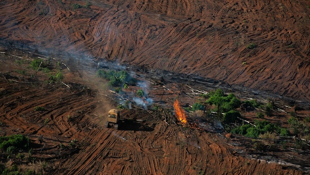 Ein Waldbrand im Amazonas-Regenwald - dokumentiert von Greenpeace (Bild: © Christian Braga / Greenpeace)