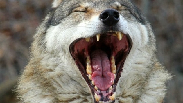 Die Rückkehr des Wolfes in die heimischen Wälder sorgt für Diskussionen im gesamten Land. Es gibt sowohl Befürworter als auch Gegner. (Bild: Christof Birbaumer)