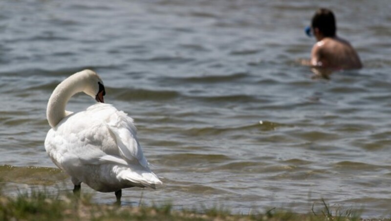 Ein Schwan an der Neuen Donau in Wien (Bild: APA/EXPA/MICHAEL GRUBER)