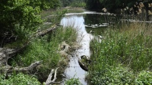 Die Lobau ist Lebensraum für mehr als 30 Säugetier- und 100 Brutvogelarten, acht Reptilien- und 13 Amphibienarten, rund 60 Fischarten und 800 Pflanzenarten. (Bild: APA/ROBERT JAEGER)