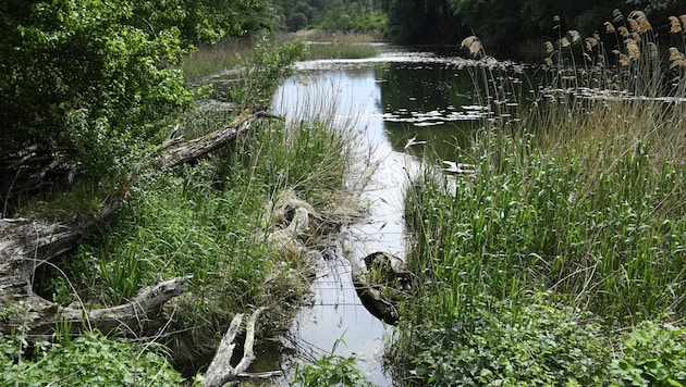 Die Lobau ist Lebensraum für mehr als 30 Säugetier- und 100 Brutvogelarten, acht Reptilien- und 13 Amphibienarten, rund 60 Fischarten und 800 Pflanzenarten. (Bild: APA/ROBERT JAEGER)