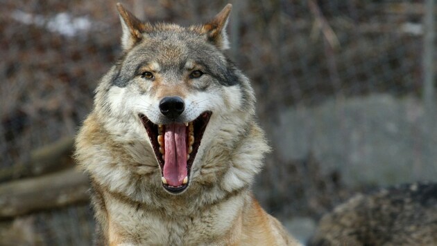 Laut Biologe Johannes Rüdisser wird am Schutzstatus des Wolfes nicht gerüttelt (Bild: Christof Birbaumer)