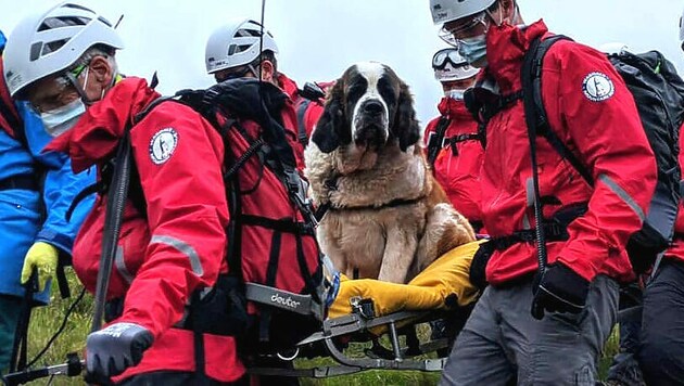 „Daisy“ wurde von der Rettungsmannschaft ins Tal getragen. (Bild: AFP)