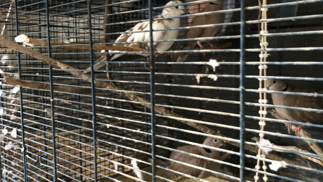 Tauben in einem engen Käfig (Bild: Tierschutzverein für Tirol)