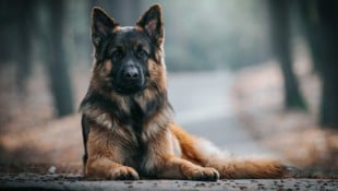 Der Schäferhund vermittelt dem Betrachter ein Bild von Kraft, Intelligenz und Wendigkeit. (Symbolbild) (Bild: stock.adobe.com, krone.at-Grafik)