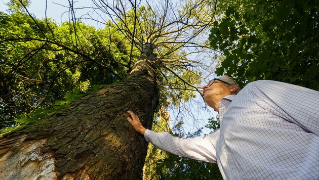 Christoph Ferch vor einem der maroden Bäume. (Bild: Tschepp Markus)