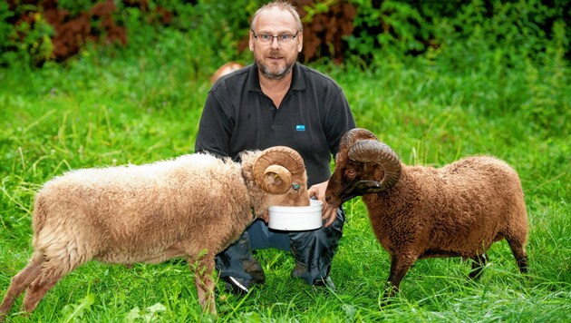 Andreas Kapitzke vermietet Schafe für tierische Rasenpflege. (Bild: Imre Antal)