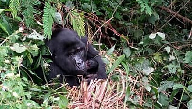 Im August durfte sich eine Gruppe Gorillas in Uganda über (seltenen) Nachwuchs freuen. (Bild: AP Photo/Uganda Wildlife Authority)
