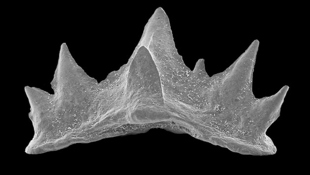 138 Millionen Jahre alter Haifisch-Zahn (Bild: NHM Wien)