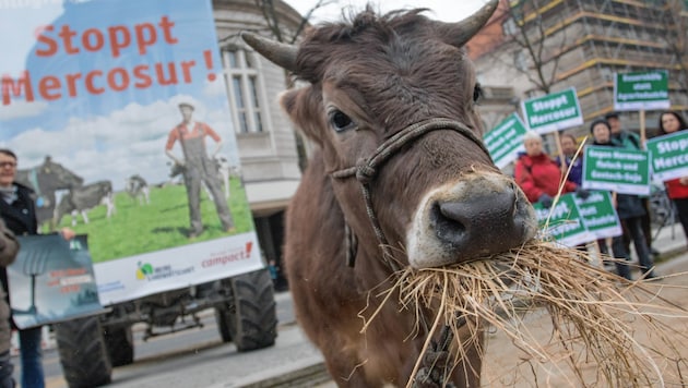 In Brüssel wird immer wieder gegen den Freihandelsvertrag protestiert. (Bild: Jörg Carstensen / dpa / picturedesk.com)
