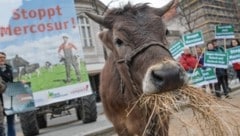 In Brüssel wird immer wieder gegen den Freihandelsvertrag protestiert.
