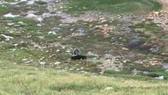 Dieses Bild aus dem Villgratental in Osttirol wurde der „Krone“ zugeschickt. Offenbar wird hier ein Schaf von einem Wolf attackiert. (Bild: ZVG)