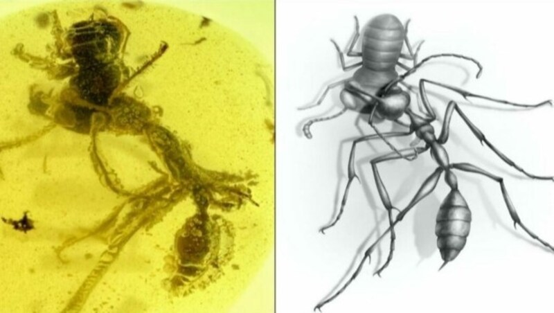 Skrupellose Höllenameise auf Beutefang (Bild: New Jersey Institute of Technology)