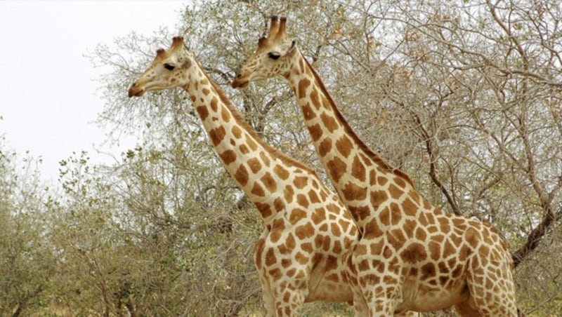 Die Nigergiraffe ist eine Unterart der Giraffen, die sich durch eine hellere Fellfärbung auszeichnet. (Bild: stock.adbe.com/ Anthony Asael/Danita Delimont (Symbolbild))