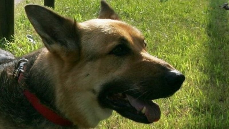 Schäferhund (Symbolfoto) (Bild: dpa)