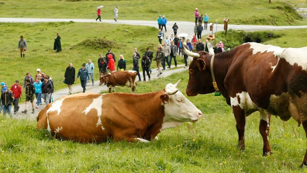 Unzählige Tafeln mussten Almbauern österreichweit aufstellen, um Almbesucher auf die Gefahr bei Weidevieh aufmerksam zu machen. (Bild: Gerhard Schiel)