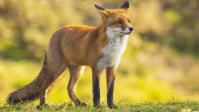 Um keinen Fuchsbandwurm zu bekommen: Waldfrüchte wie Heidelbeeren gut waschen. (Bild: Sander Meertins/stock.adobe.com)