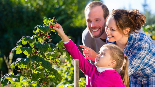Kinder sollten nur unter Aufsicht eines Erwachsenen Beeren pflücken und verzehren. (Bild: Kzenon/stock.adobe.com)