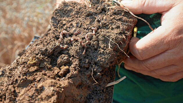 Humusreiche Erde zieht Regenwürmer an, diese wiederum schaffen Hohlräume im Boden, durch die Regenwasser versickert. (Bild: Hans Ringhofer)