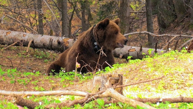 Ein Bär wie dieser tappte in die Fotofalle (Bild: picturedesk.com/Molinari/Gutelb)