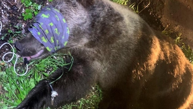Auf Twitter wurden Fotos des nach der Attacke betäubten und eingefangenen Braunbären veröffentlicht. (Bild: twitter.com/pianetasos)