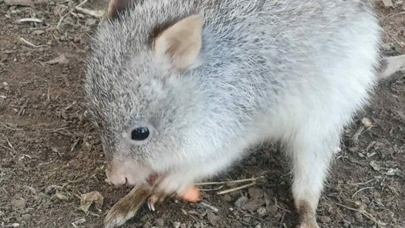 Das ist ein Bettong - hätten Sie es gewusst? (Bild: Denise Zöhrer)